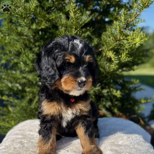 Mia, Mini Bernedoodle Puppy