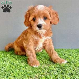 Willow, Cavapoo Puppy