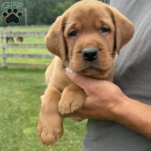 Denver, Fox Red Labrador Retriever Puppy