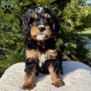 Mia, Mini Bernedoodle Puppy