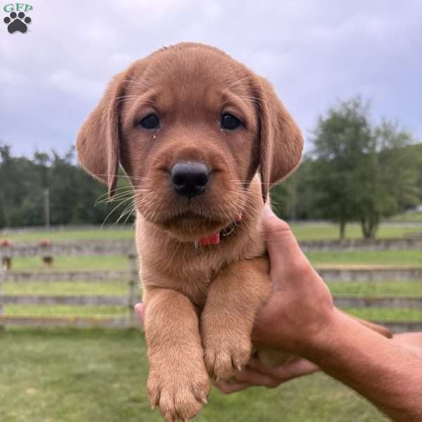 Vail, Fox Red Labrador Retriever Puppy