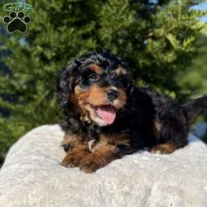 Dixie, Mini Bernedoodle Puppy