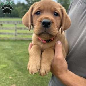 Vail, Fox Red Labrador Retriever Puppy