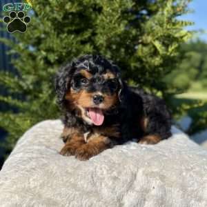 Dixie, Mini Bernedoodle Puppy
