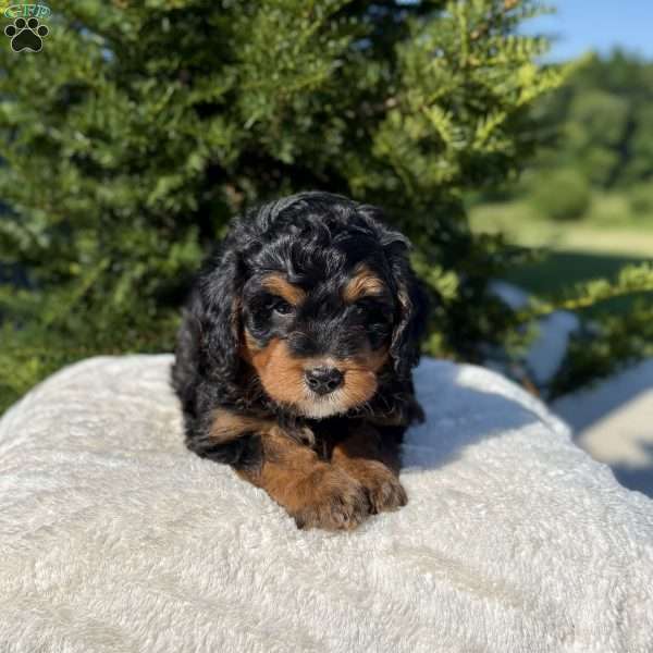 Dixie, Mini Bernedoodle Puppy