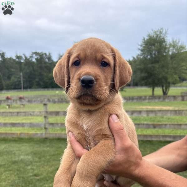 Breck, Fox Red Labrador Retriever Puppy