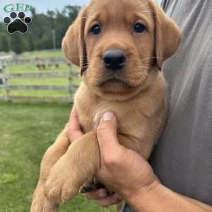 Breck, Fox Red Labrador Retriever Puppy
