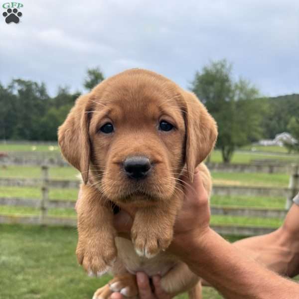 Aspen, Fox Red Labrador Retriever Puppy
