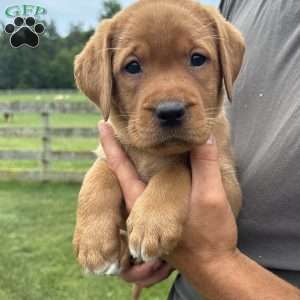 Aspen, Fox Red Labrador Retriever Puppy