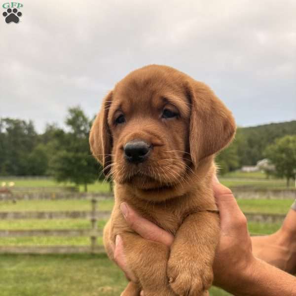 Frisco, Fox Red Labrador Retriever Puppy