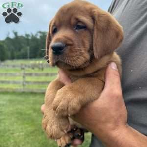 Frisco, Fox Red Labrador Retriever Puppy