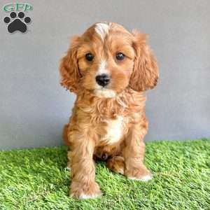 Charlie, Cavapoo Puppy