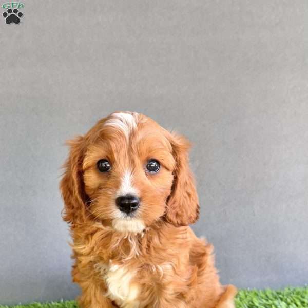 Charlie, Cavapoo Puppy