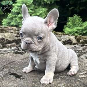 Gia, French Bulldog Puppy