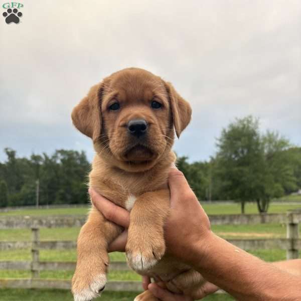 Diamond, Fox Red Labrador Retriever Puppy