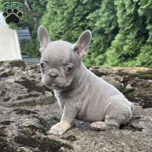 Gia, French Bulldog Puppy
