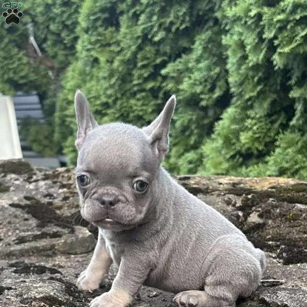 Gia, French Bulldog Puppy
