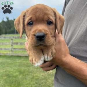 Diamond, Fox Red Labrador Retriever Puppy