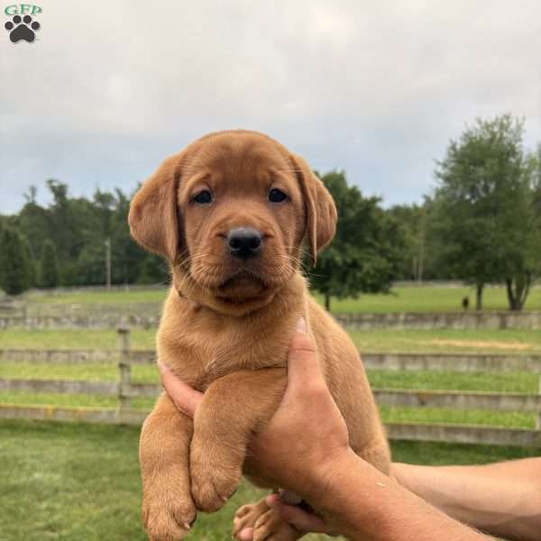 Boulder, Fox Red Labrador Retriever Puppy