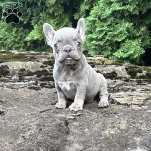Gia, French Bulldog Puppy