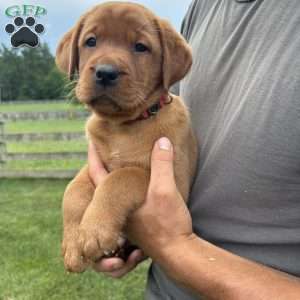 Boulder, Fox Red Labrador Retriever Puppy
