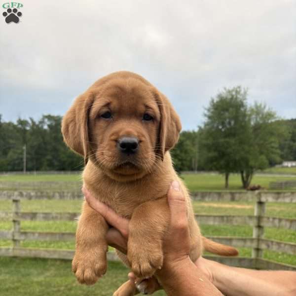 Summit, Fox Red Labrador Retriever Puppy