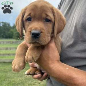 Summit, Fox Red Labrador Retriever Puppy
