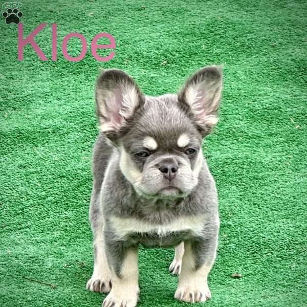 Kleo, French Bulldog Puppy