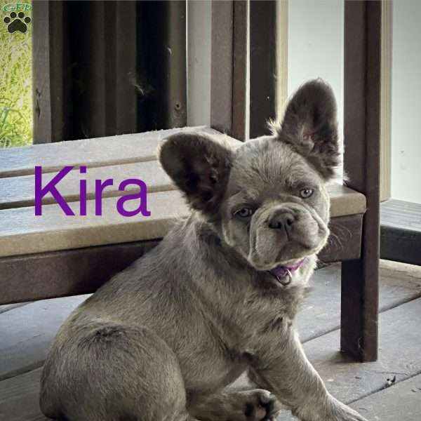 Kira, French Bulldog Puppy