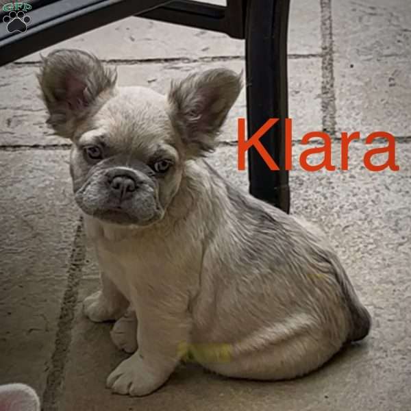 Klara, French Bulldog Puppy