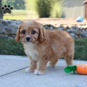 Ash, Cavapoo Puppy