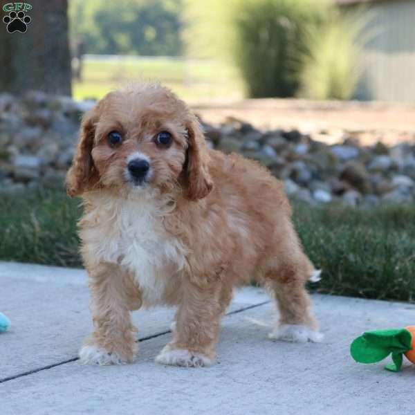 Ash, Cavapoo Puppy