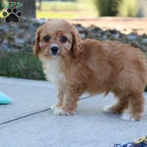 Ash, Cavapoo Puppy