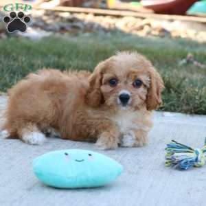 Ash, Cavapoo Puppy