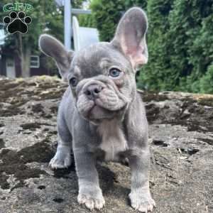 Newton, French Bulldog Puppy