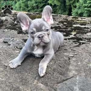 Newton, French Bulldog Puppy