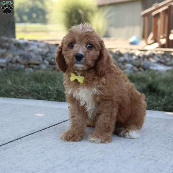 Apollo, Cavapoo Puppy