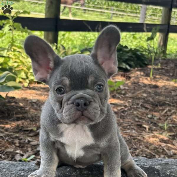Newton, French Bulldog Puppy
