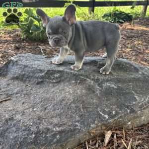 Newton, French Bulldog Puppy