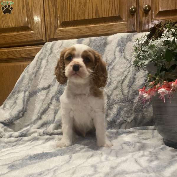 Cupcake, Cockalier Puppy
