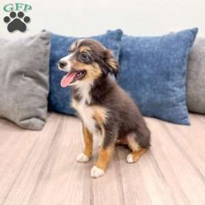 Ace, Miniature Australian Shepherd Puppy