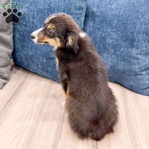 Ace, Miniature Australian Shepherd Puppy