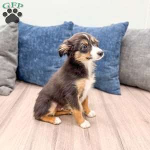 Ace, Miniature Australian Shepherd Puppy