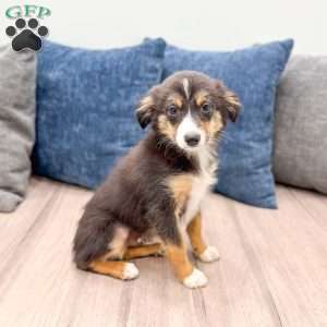 Ace, Miniature Australian Shepherd Puppy