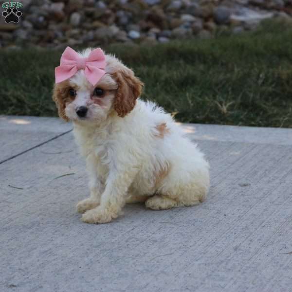 Juniper, Cavapoo Puppy