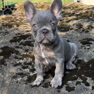 Nash, French Bulldog Puppy