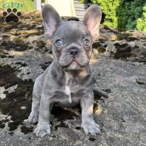 Nash, French Bulldog Puppy