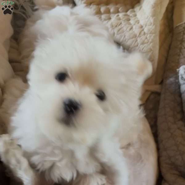 Tutie, Maltese Puppy