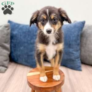 Ace, Miniature Australian Shepherd Puppy