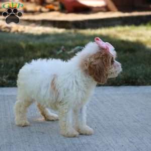 Juniper, Cavapoo Puppy